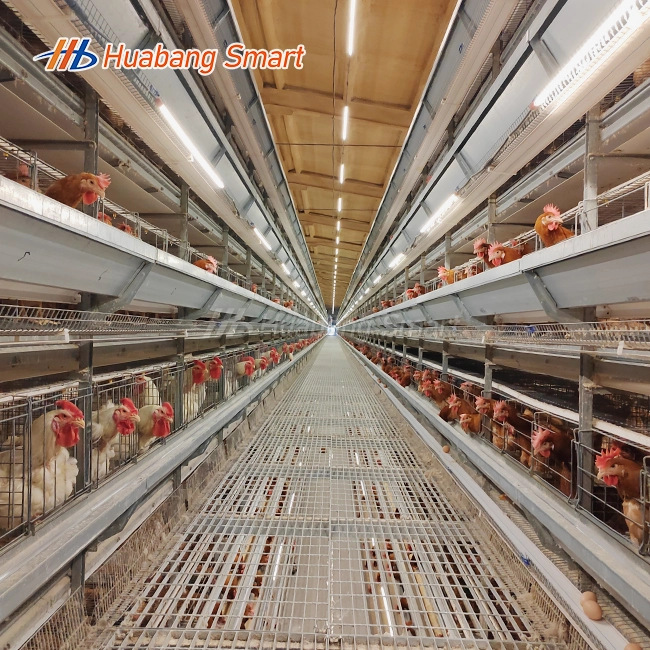Layer Hen Cages